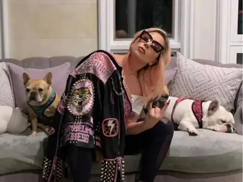 Les chiens de Lady Gaga retrouvés !